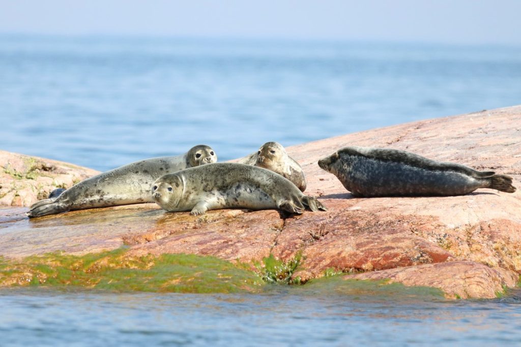 seals on the way to Varpet